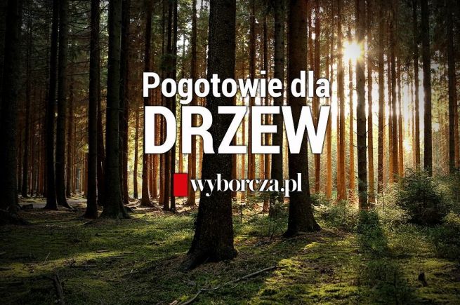 Każdy, kto chciałby wesprzeć inicjatywę „Pogotowie dla Drzew”, może to zrobić, wykupując specjalną subskrypcję Wyborcza.pl (fot. materiały prasowe)